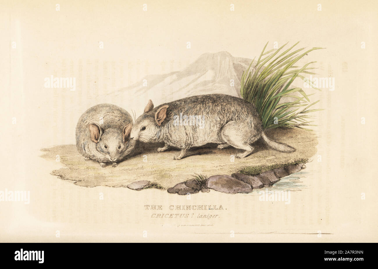 Chinchilla chinchilla critically endangered chinchilla hi-res stock ...