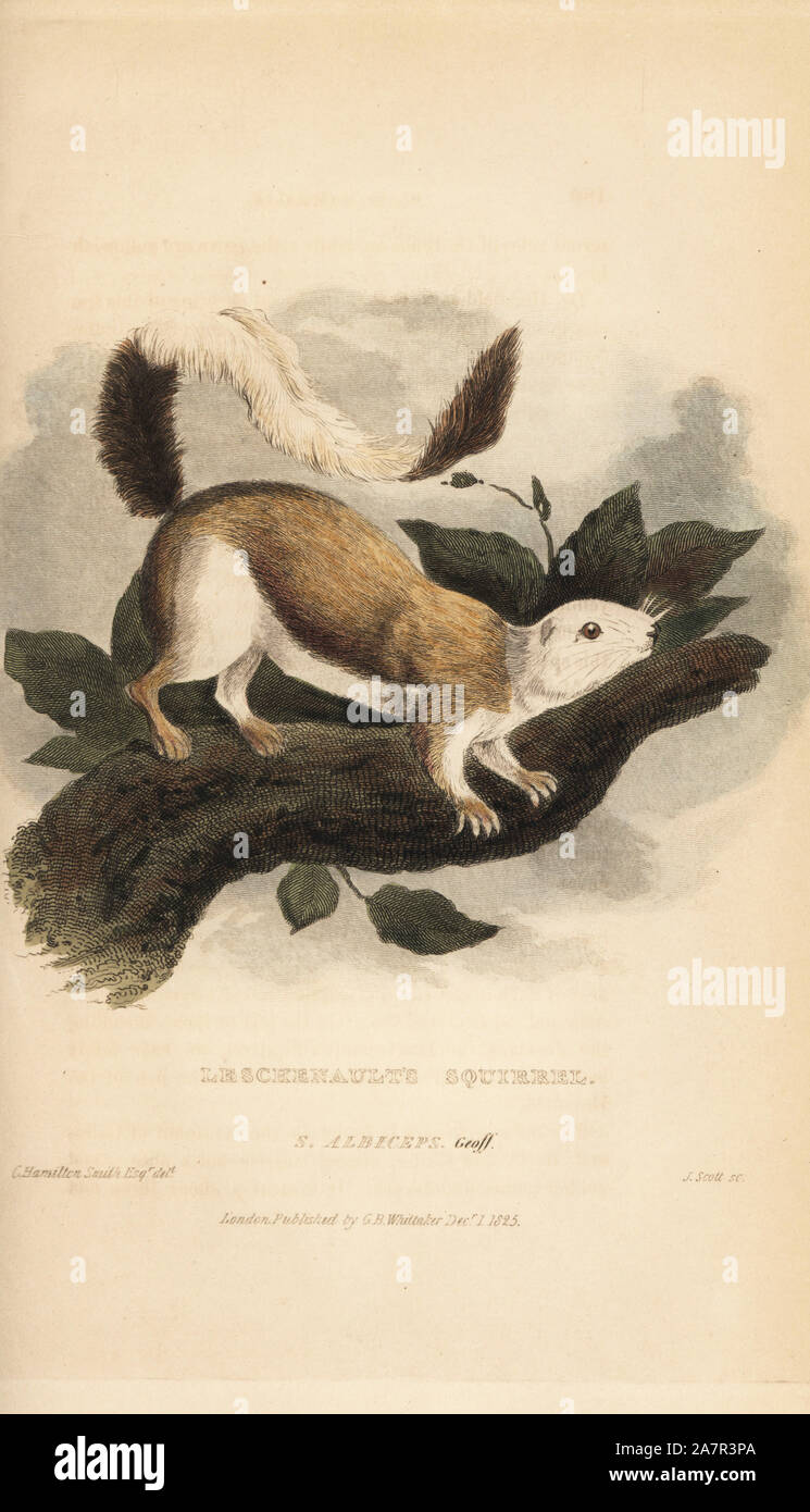 Black giant squirrel or Malayan giant squirrel, Ratufa bicolor. (Leschenault's squirrel, Sciurus albiceps). Handcoloured copperplate engraving by J. Scott after an illustration by Charles Hamilton Smith from Edward Griffith's The Animal Kingdom by the Baron Cuvier, London, Whittaker, 1825. Stock Photo