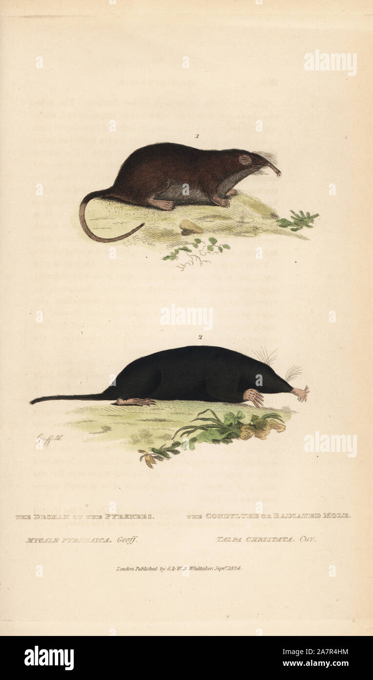 Pyrenean desman, Galemys pyrenaicus (vulnerable) and star-nosed mole, Condylura cristata. (Desmax of the Pyrenees, Mygale pyrenaica, and condylure or radiated mole, Talpa christata.) Handcoloured copperplate engraving by Griffith, Harriet or Edward, from Edward Griffith's The Animal Kingdom by the Baron Cuvier, London, Whittaker, 1824. Stock Photo
