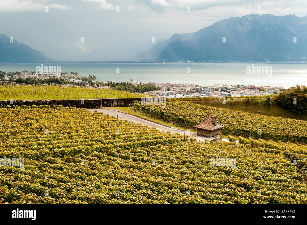 Vineyards in the Swiss city of Geneva Stock Photo Alamy