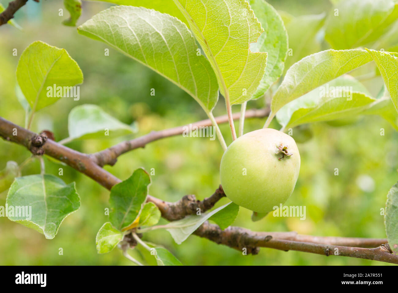 The fruits of apples hang and ripen on the tree in summer Stock Photo ...