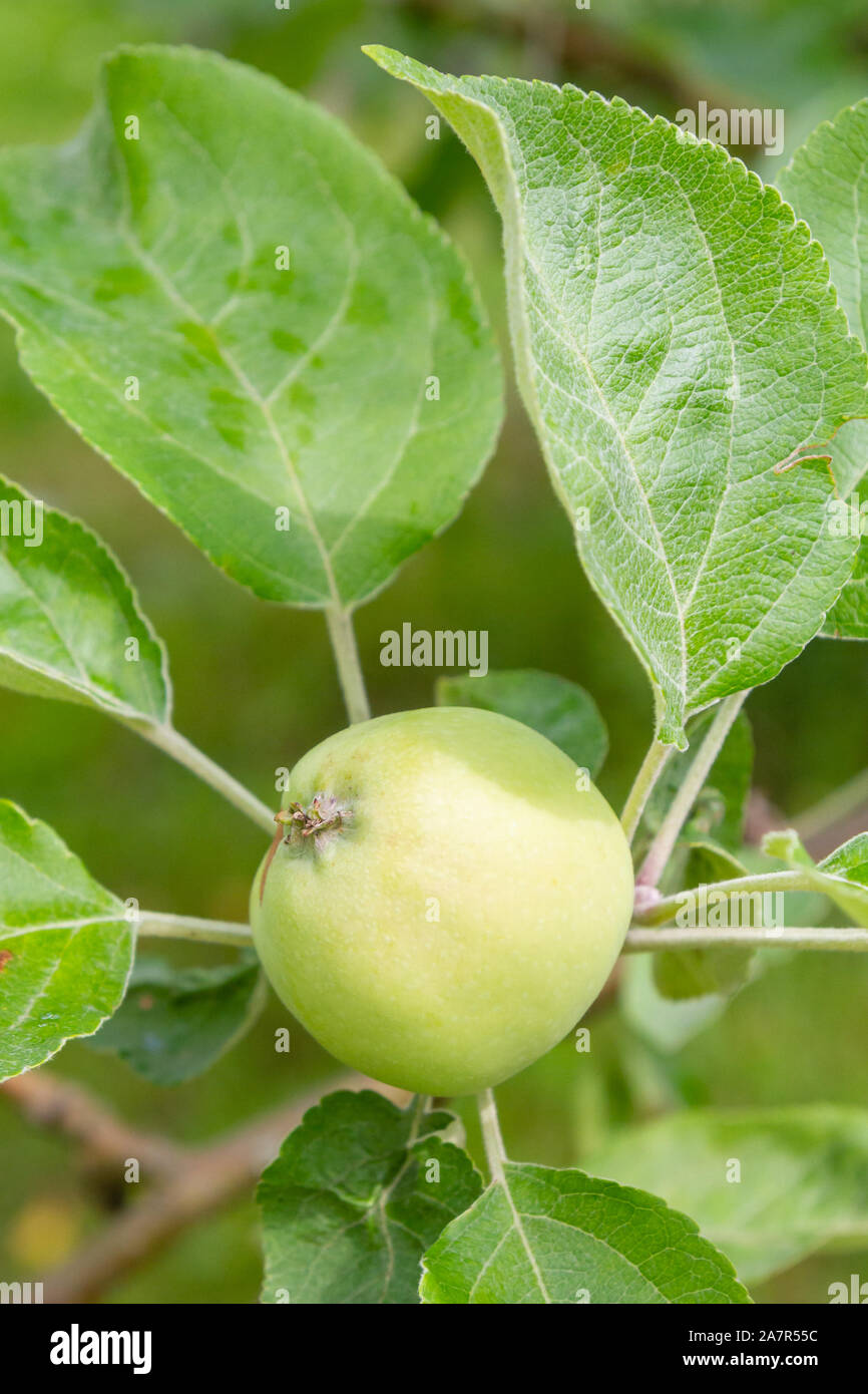 The fruits of apples hang and ripen on the tree in summer Stock Photo ...