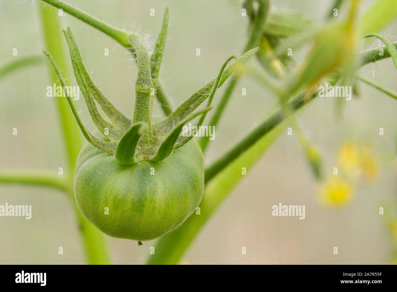 Green tomatoes hang in a bunch and ripen in a greenhouse Stock Photo ...