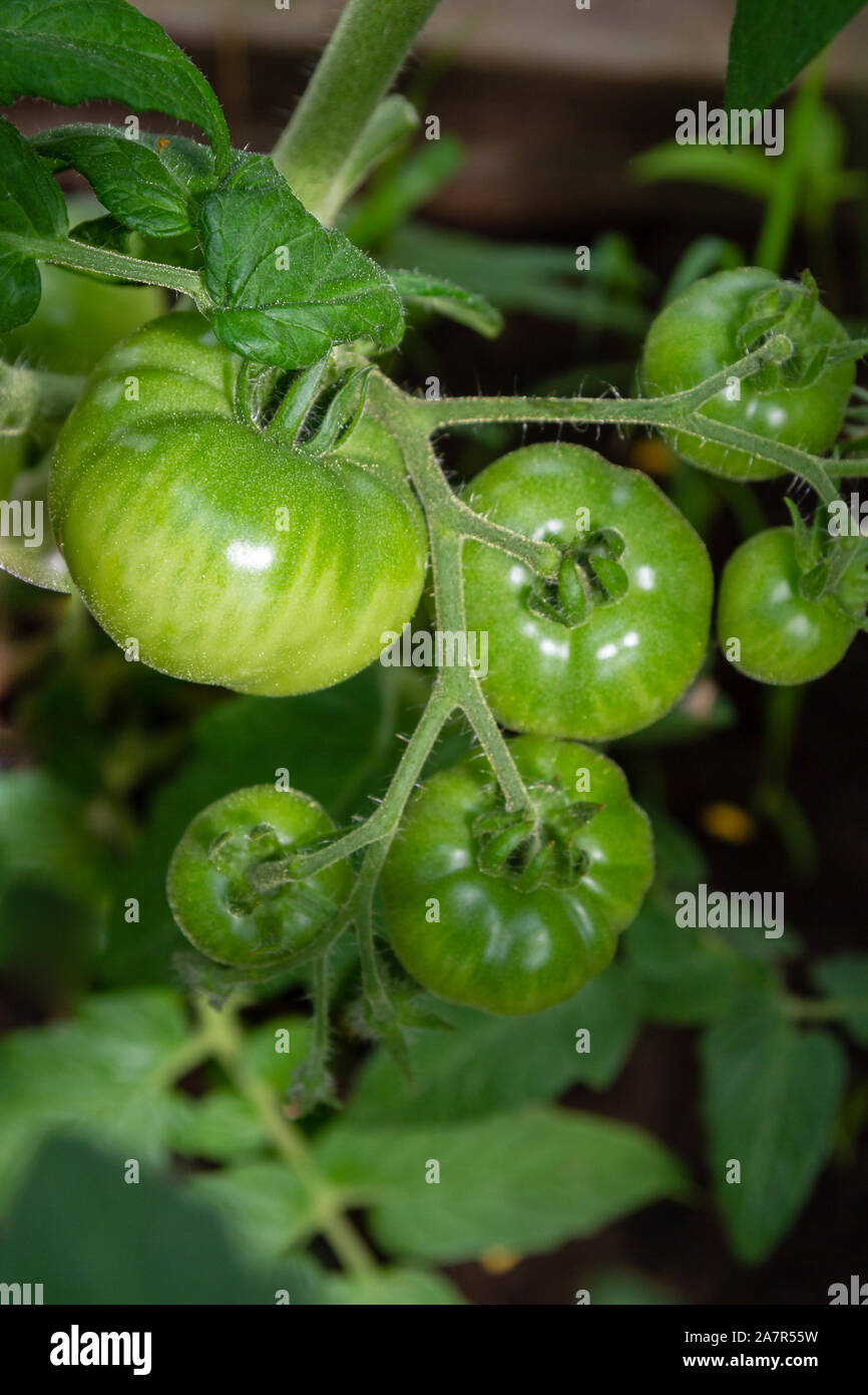 Green tomatoes hang in a bunch and ripen in a greenhouse Stock Photo ...
