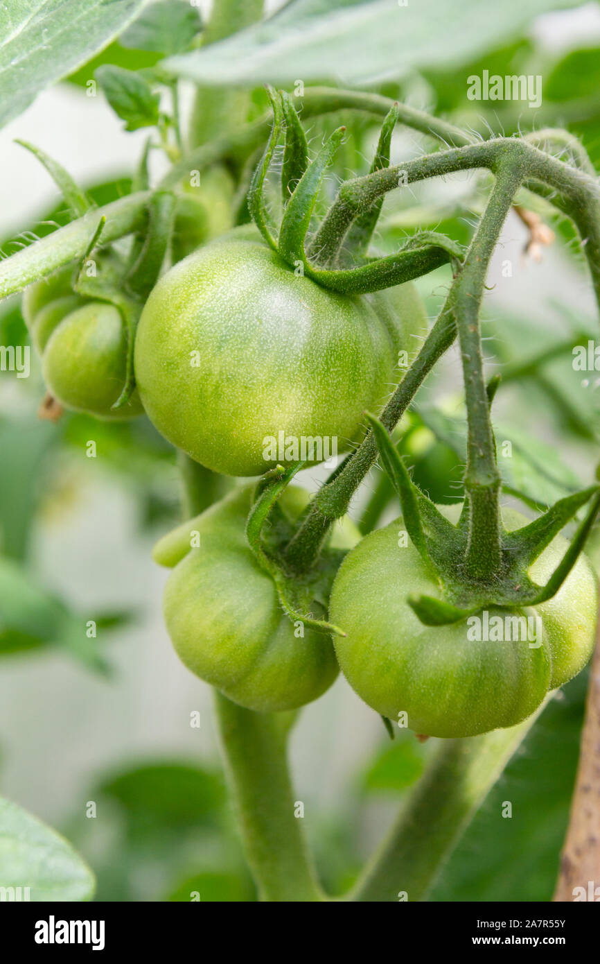 Green tomatoes hang in a bunch and ripen in a greenhouse Stock Photo ...