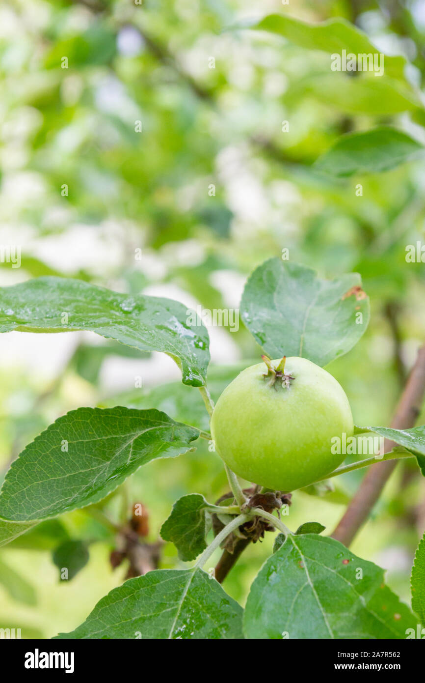 The fruits of apples hang and ripen on the tree in summer Stock Photo ...
