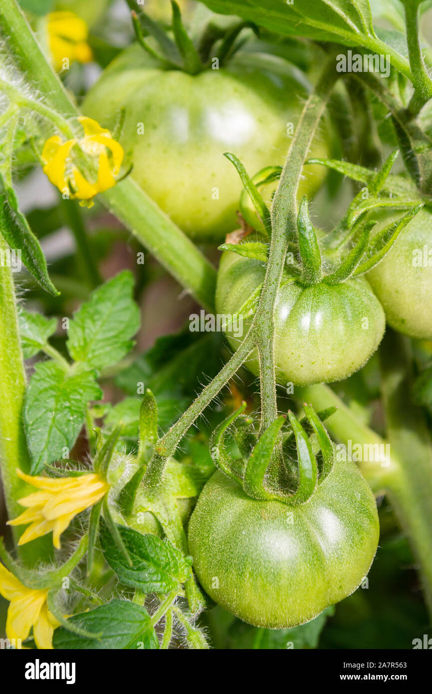 Green tomatoes hang in a bunch and ripen in a greenhouse Stock Photo ...