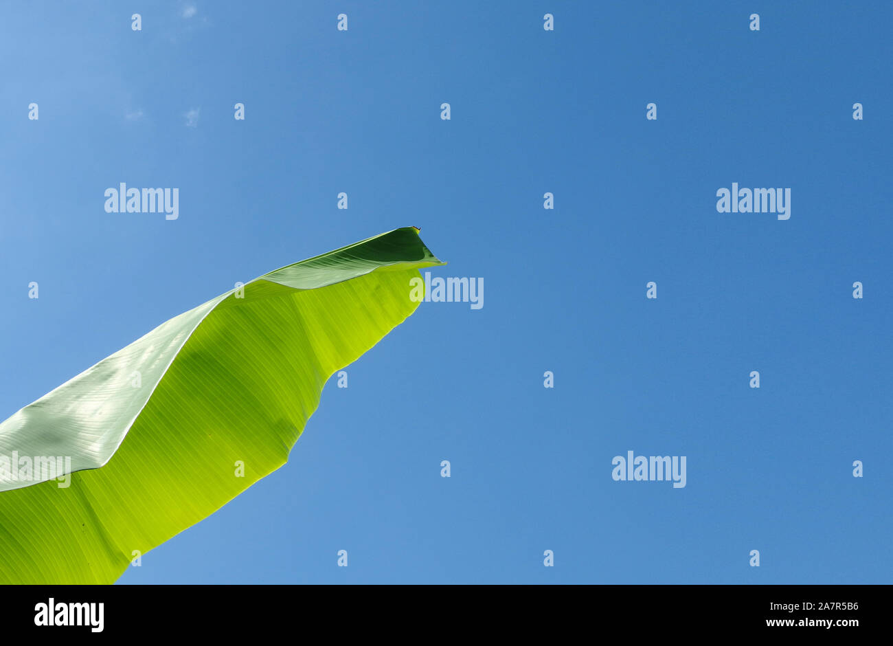 green banana leave with clear blue sky as background Stock Photo - Alamy