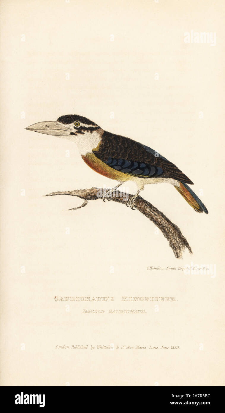 Rufous-bellied kookaburra, Dacelo gaudichaud (Gaudichaud's kingfisher). Handcoloured engraving after an illustration by Charles Hamilton Smith of a specimen in the Paris Museum from Edward Griffith's The Animal Kingdom by the Baron Cuvier, London, Whittaker, 1829. Stock Photo