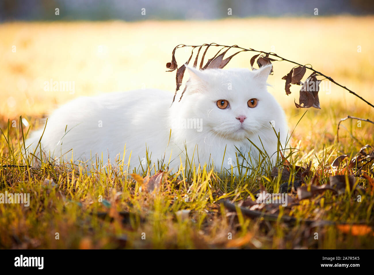 Beautiful Turkish Angora cat with long white hair playing outside Stock Photo