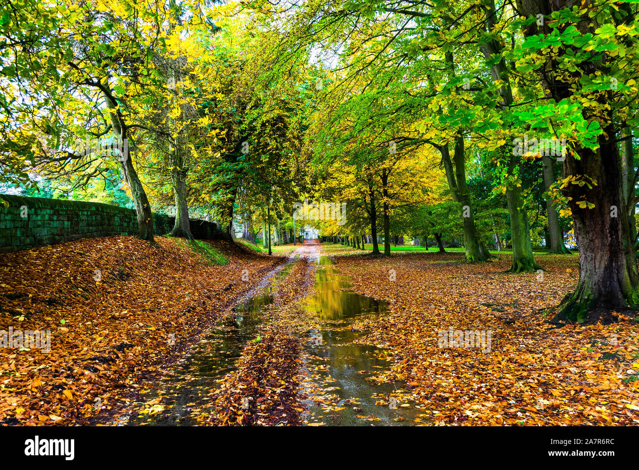 Autumn scene with wet road with puddles and a carpet of leaves Stock Photo