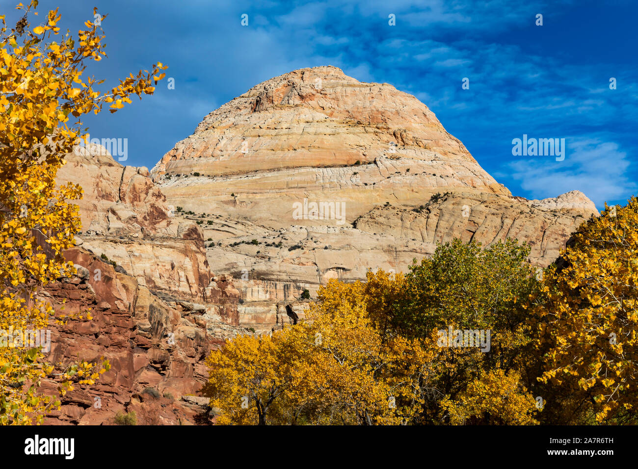 The fall colors on the trees frame the formation known as Capitol Dome, the namesake of Capitol Reef National Park, Utah, USA.  Early settlers of the Stock Photo