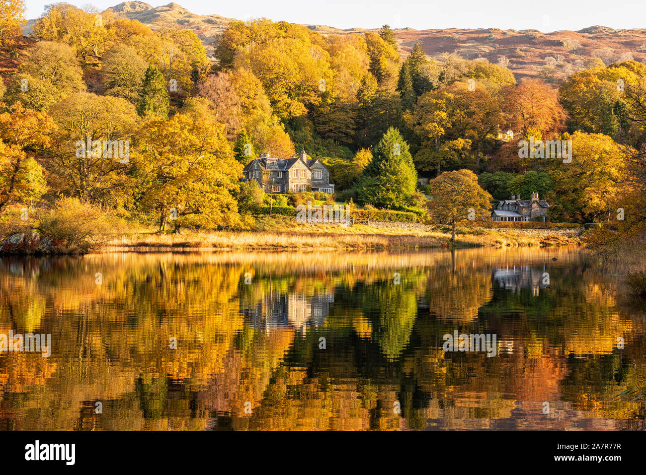 Golden Autumn reflections on Rydal Water in the Lake District, Cumbria England UK Stock Photo