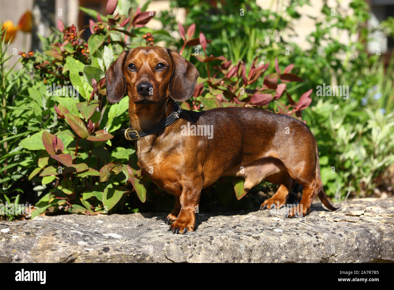 Short Haired Miniature Dachshund Stock Photos Short Haired