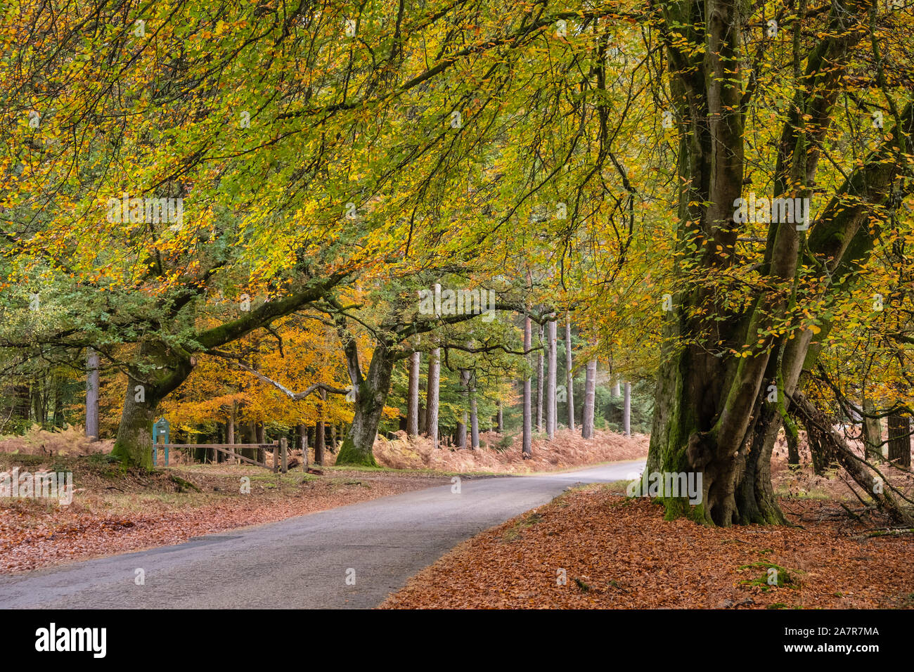 New Forest, Autumn Colour, Beech Trees, Ornamental Drive Road, Hampshire, England, UK. Stock Photo
