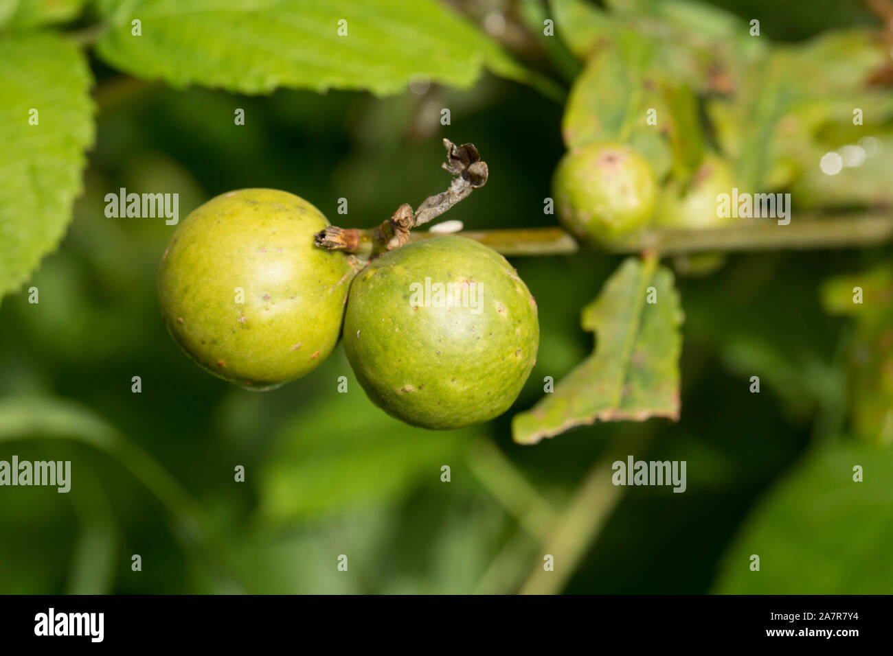 Marble galls growing on an oak tree. The galls are caused by the gall ...