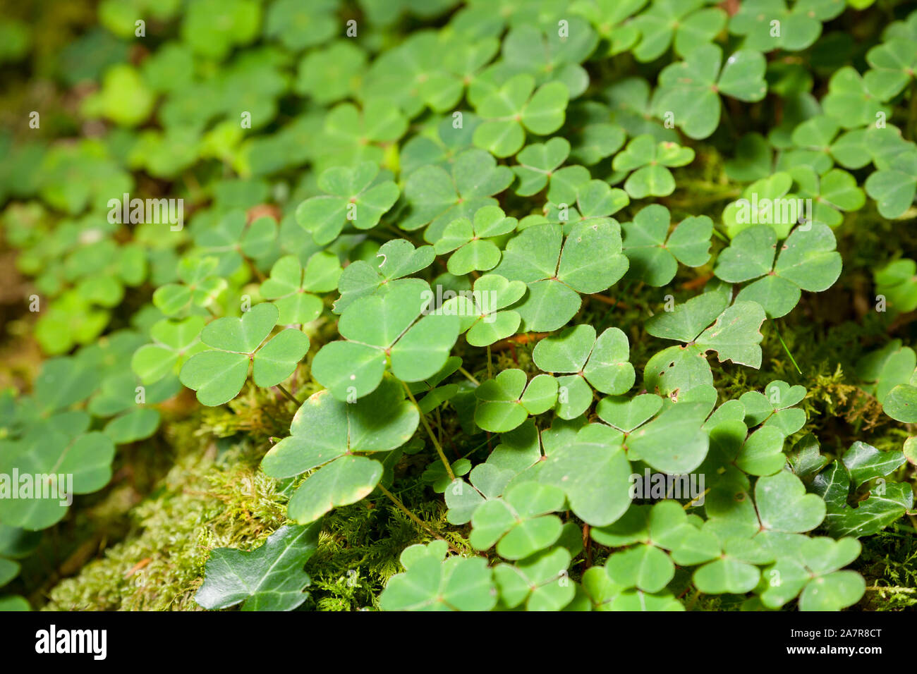 Wood Sorrel Leaves Uk High Resolution Stock Photography And Images Alamy