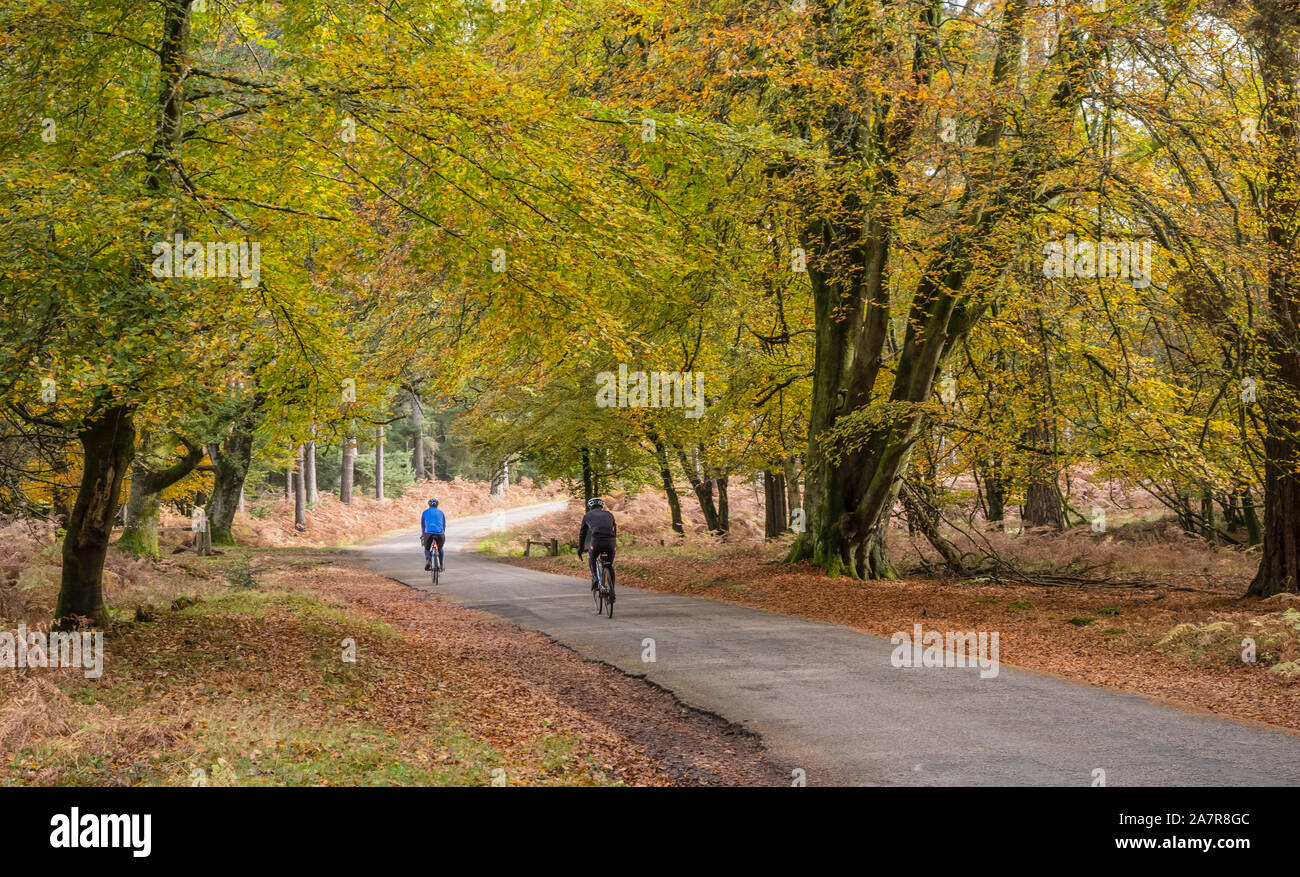 New Forest, Autumn Colour, Beech Trees, Ornamental Drive Road with cyclists, Hampshire, England, UK. Stock Photo