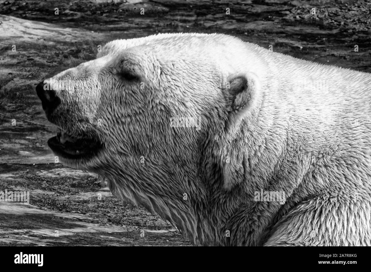 Polar Bear Pictures High Resolution Stock Photography and Images - Alamy