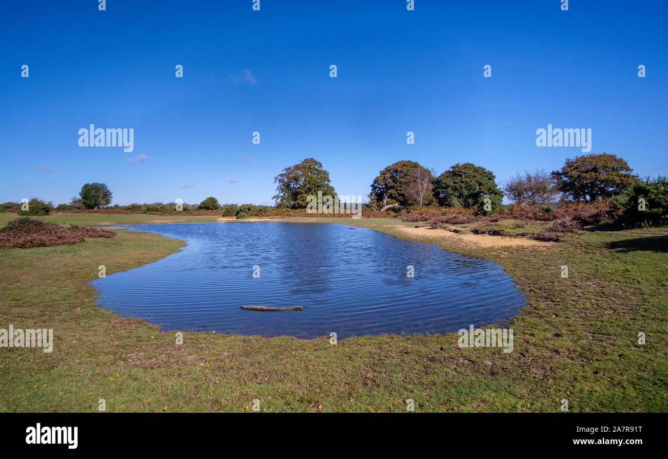 New Forest, Mogshade Pond, Hampshire, England, UK. Stock Photo