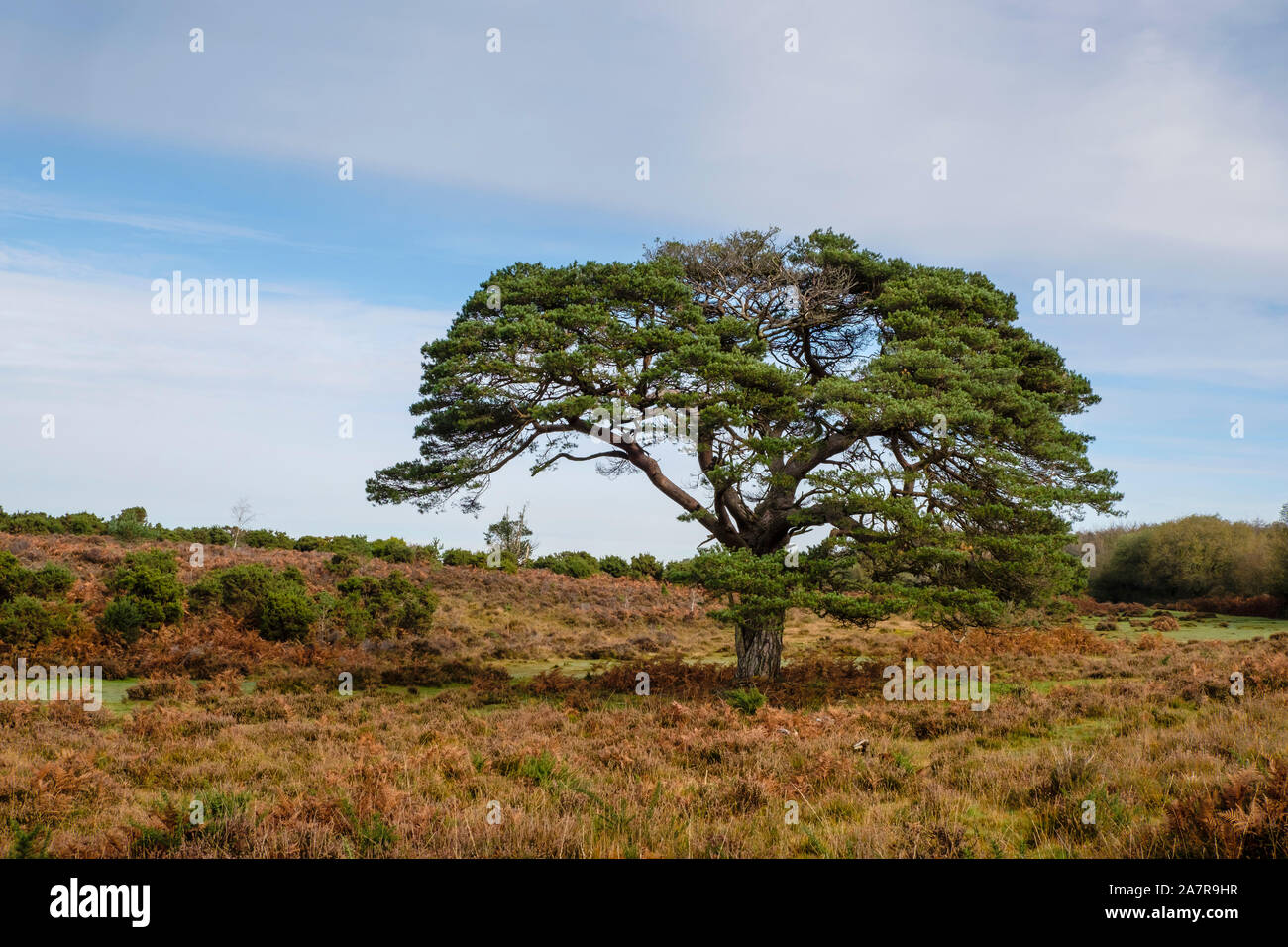 New Forest, Pine Tree amongst Heather, Hampshire, England, K. Stock Photo
