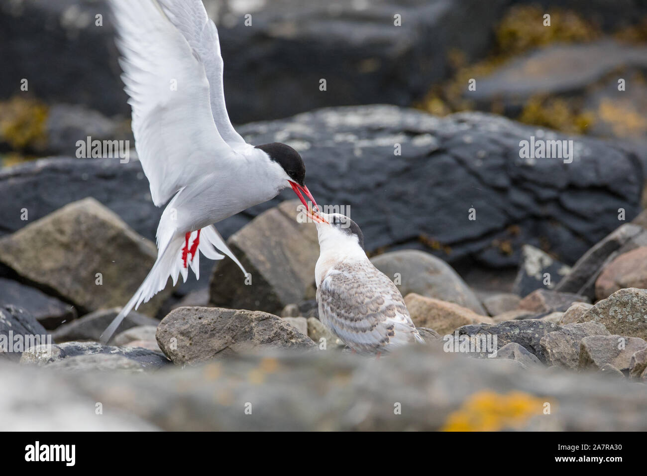 so beautiful watching these elegant birds feeding their breed in Iceland. Stock Photo