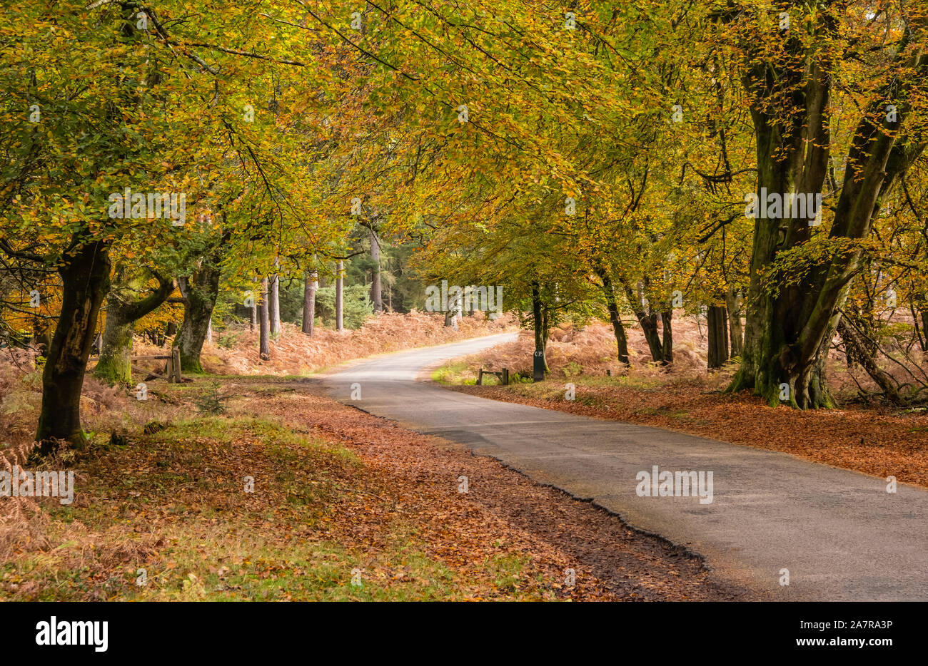 New Forest, Autumn Colour, Beech Trees, Ornamental Drive Road, Hampshire, England, UK. Stock Photo