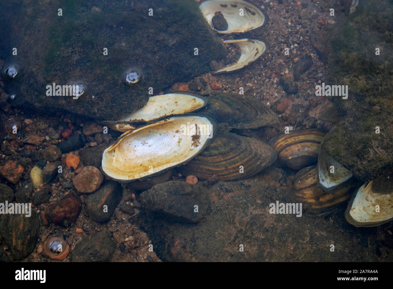 duck mussel, Anodonta anatina, shells on the bottom of the lake, Finland Stock Photo