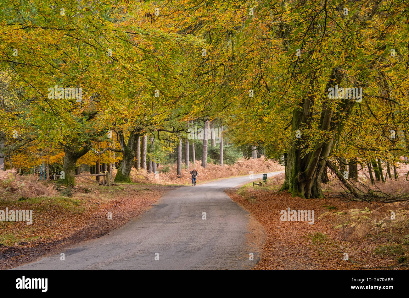 New Forest, Autumn Colour, Beech Trees, Ornamental Drive Road with walker, Hampshire, England, UK. Stock Photo