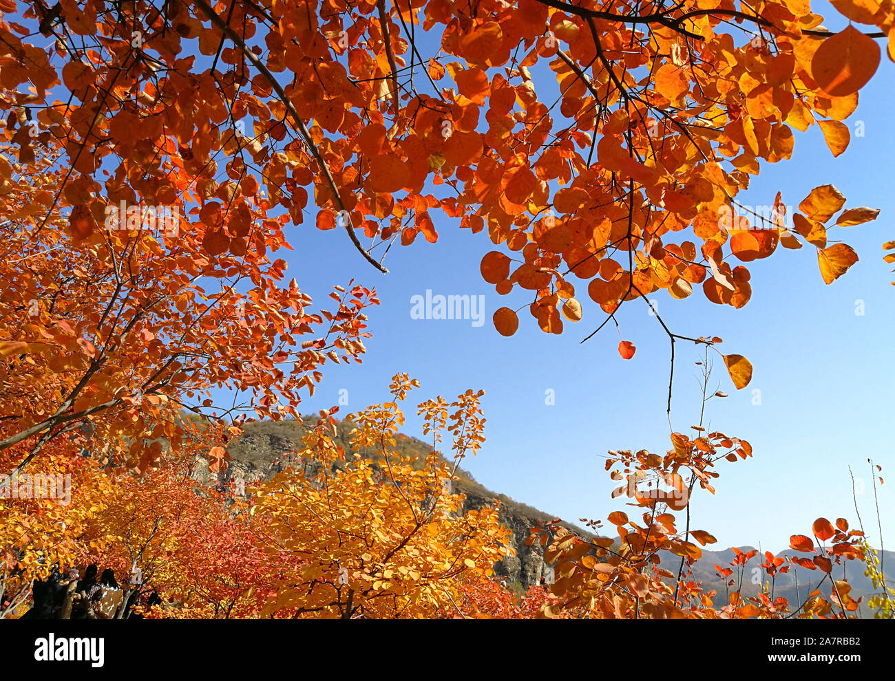 Beijing, Beijing, China. 4th Nov, 2019. Beijing, CHINA-On November 4 ...