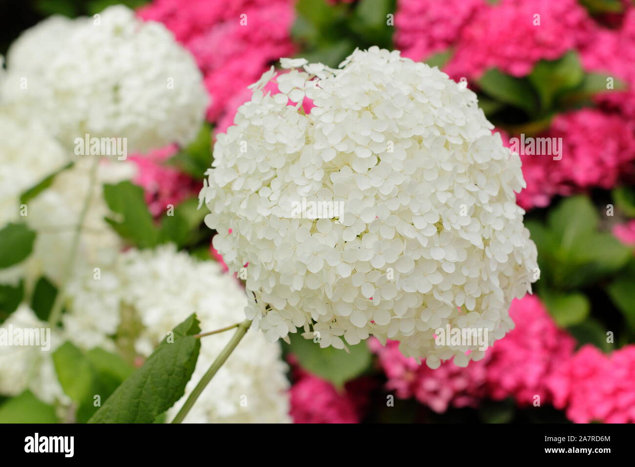 Hydrangea arborescens Annabelle displaying distinctive large blooms in August. UK Stock Photo