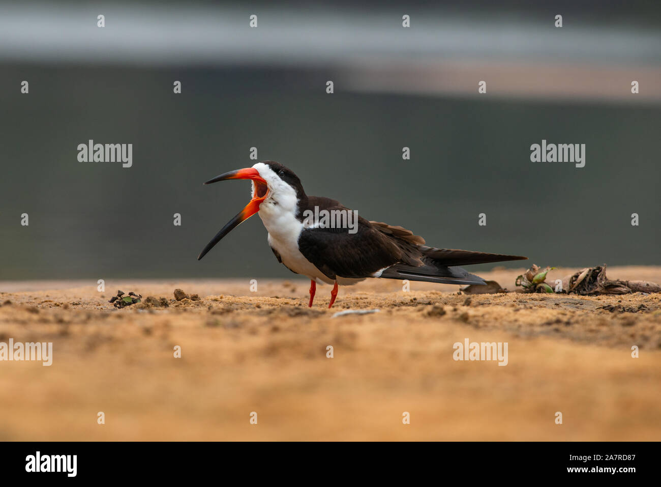 A Black Skimmer (Rynchops niger) from the Pantanal, Brazil Stock Photo