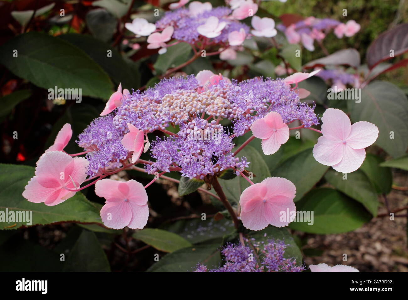 Hydrangea aspera 'Hot Chocolate' displaying distinctive lacecap flowers