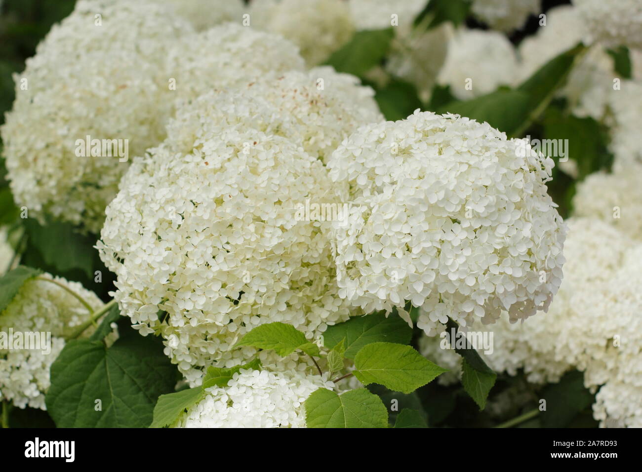 Hydrangea arborescens Annabelle displaying distinctive large blooms in August. UK Stock Photo