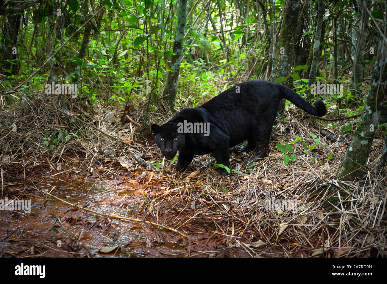 A melanic Jaguar (Panthera onca) in a Brazilian forest Stock Photo