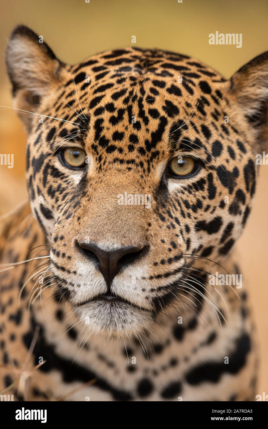 A Jaguar (Panthera onca) close-up portrait Stock Photo