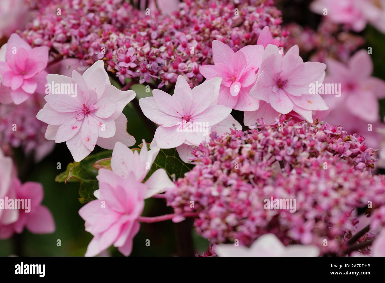 Hydrangea hydrangea macrophylla hi-res stock photography and images - Alamy