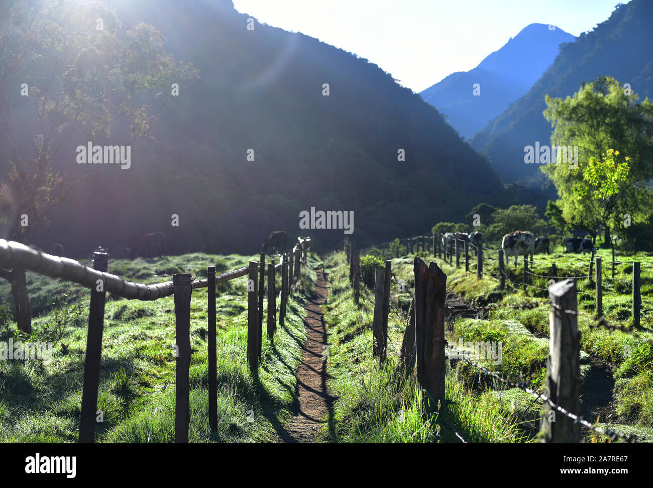 Scenic hiking trail in Los Nevados National Park at sunrise with sun flare. Cocora Valley, Colombia Stock Photo