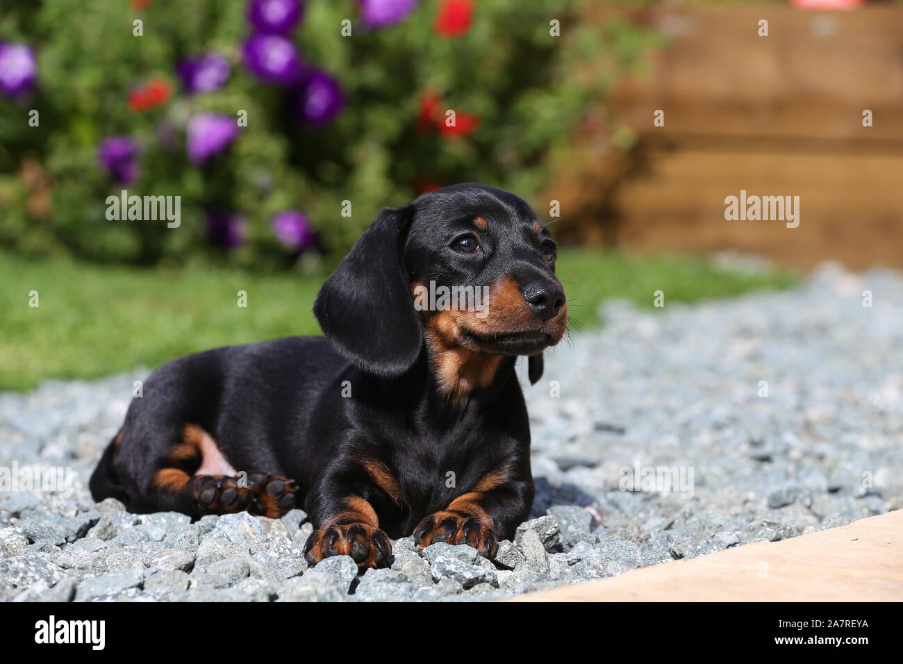 Dachshund Smooth Haired Stock Photo 331816222 Alamy