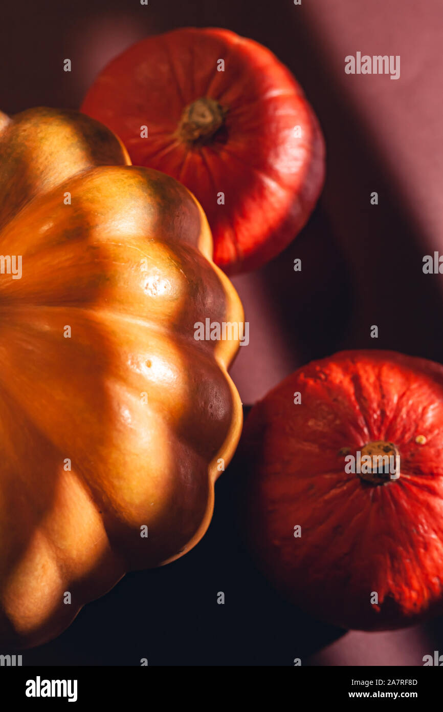 Stock photo pumpkin close-up, assorted pumpkins. Big and small size ...