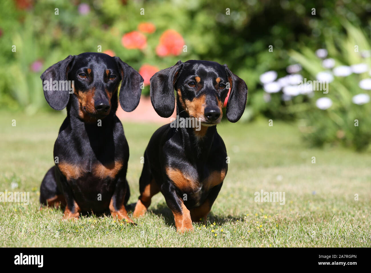 Dapple long haired dachshund hi-res stock photography and images - Alamy