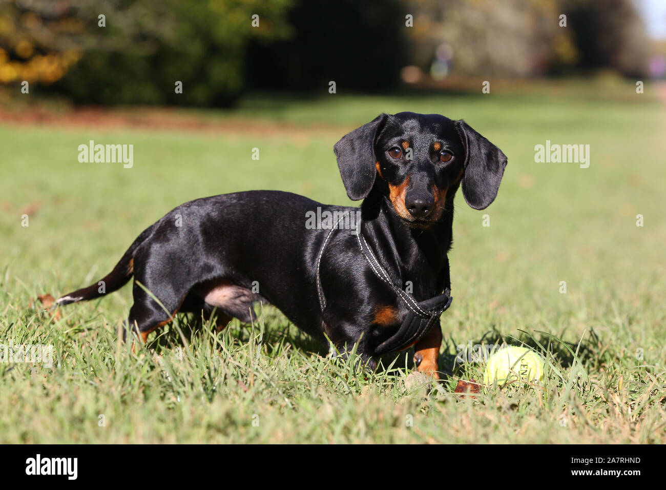 Dachshund Smooth Haired Stock Photo 331818409 Alamy
