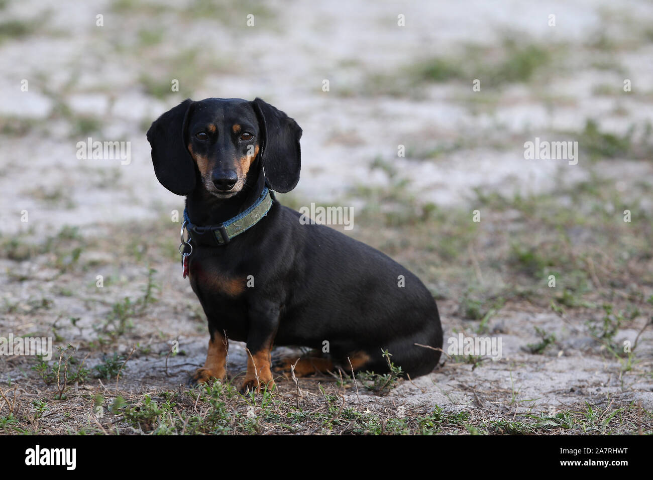 Dachshund Smooth Haired Stock Photo 331818532 Alamy
