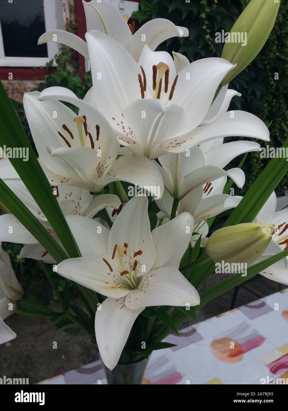 Bouquet de lys Eyeliner Stock Photo - Alamy