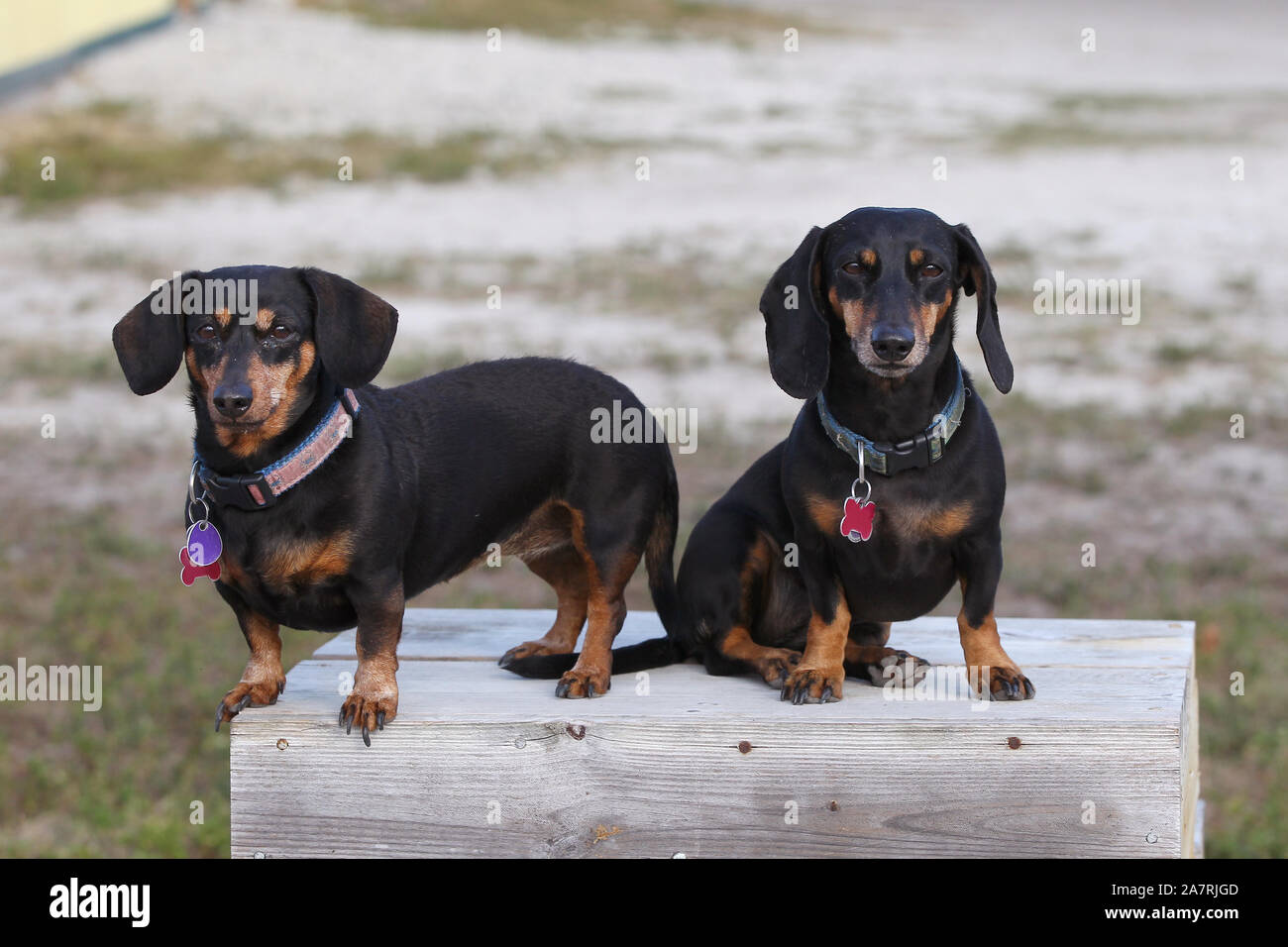 Dachshund Smooth Haired Stock Photo 331819053 Alamy