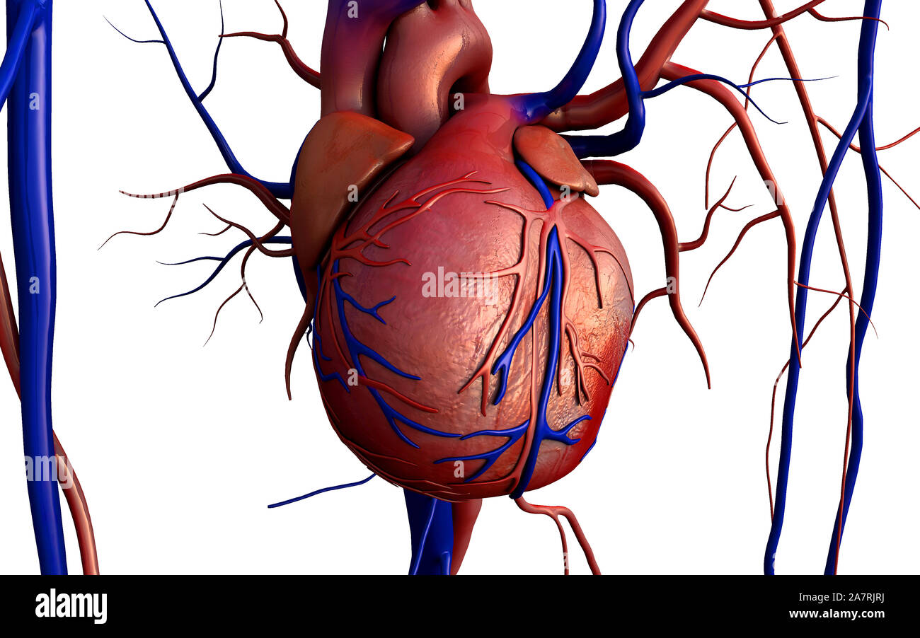 Heart Model Heart Full Clipping Path Included Human Heart For Medical Study Human Heart Anatomy Stock Photo Alamy Heart Model Heart Full Clipping Path Included Human Heart For Medical Study Human Heart Anatomy Stock Photo Alamy