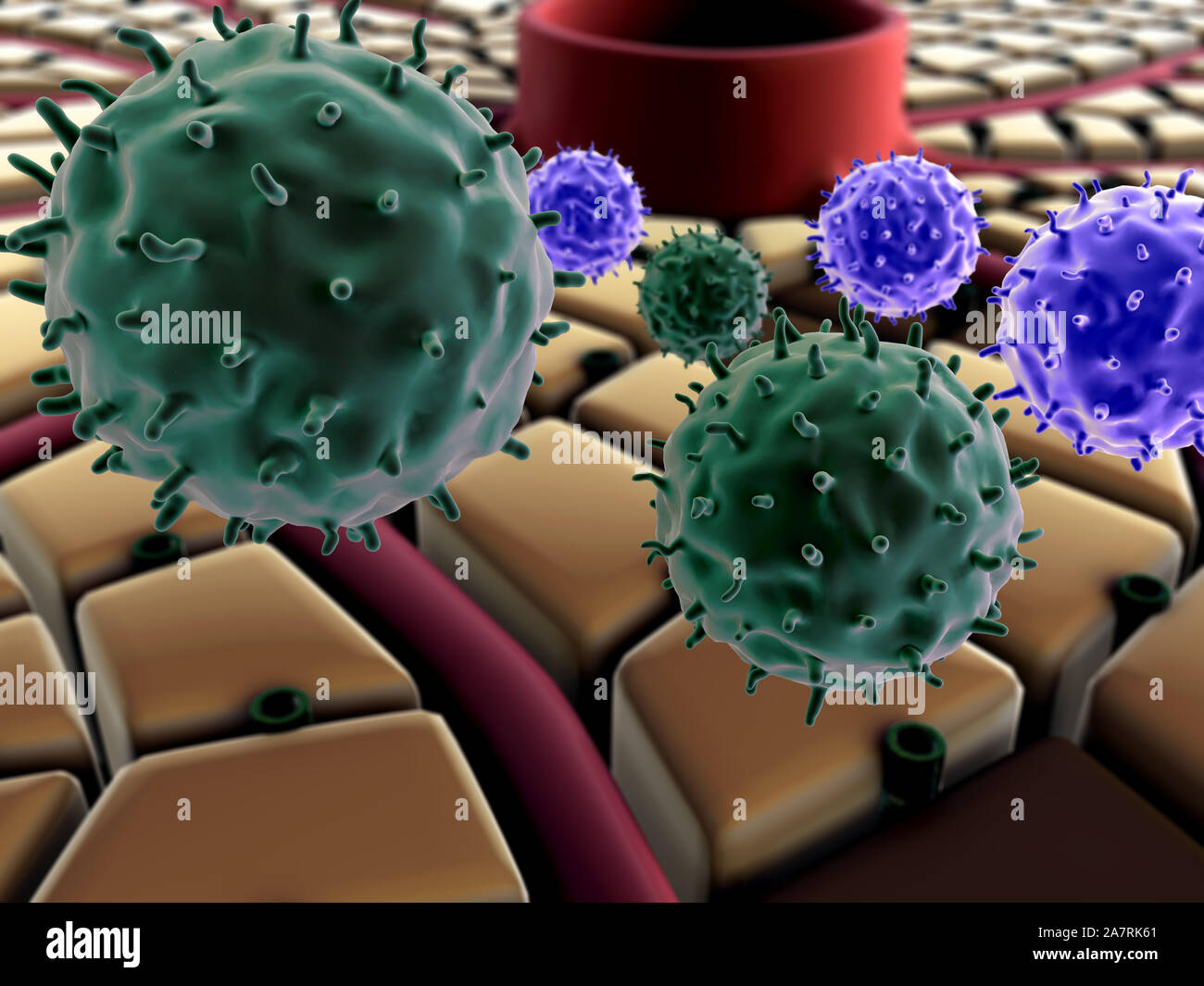 virus attack the liver, liver cells, liver disease, structure of the liver Stock Photo Alamy