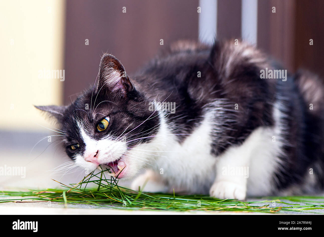 domestic cat eating grass indoor scene Stock Photo Alamy