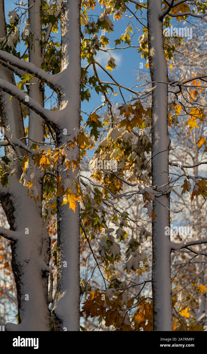 Maple tree trunks covered in snow. gold leaves still on the branches, in an unexpected autumn snowfall, contrasted against a pale blue sky. Stock Photo