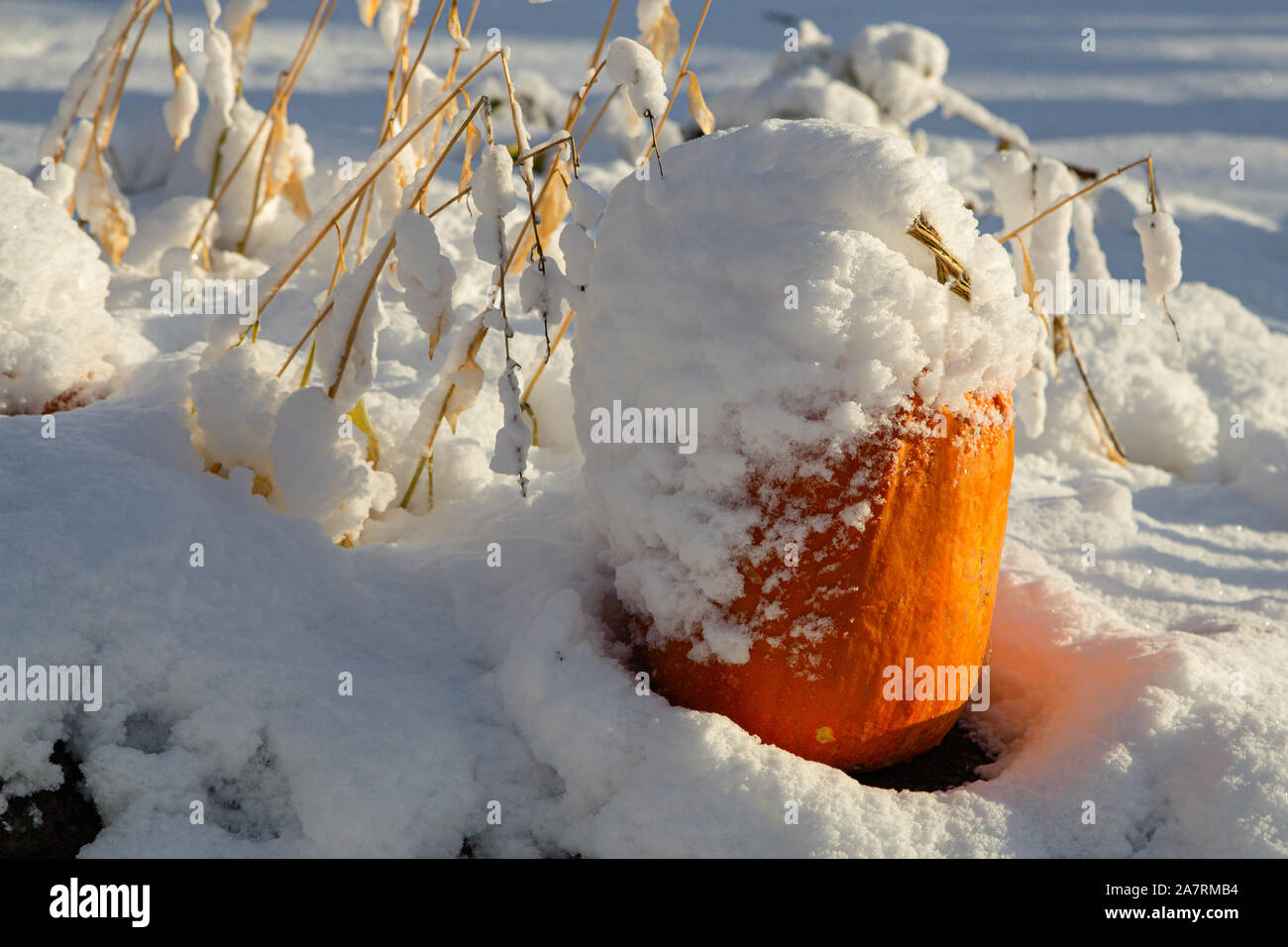 Halloween pumpkin sitting in the garden covered in light fluffy snow by an unexpected October snowfall. Stock Photo